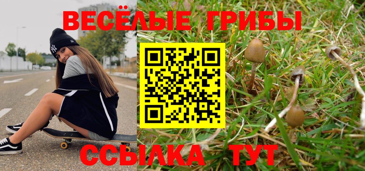 Псилоцибиновые грибы Psilocybe Гурьевск